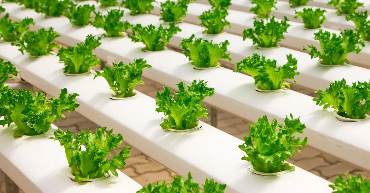 découvrez l'aquaponie, une méthode durable combinant culture hydroponique et élevage de poissons pour un jardinage écologique et productif.