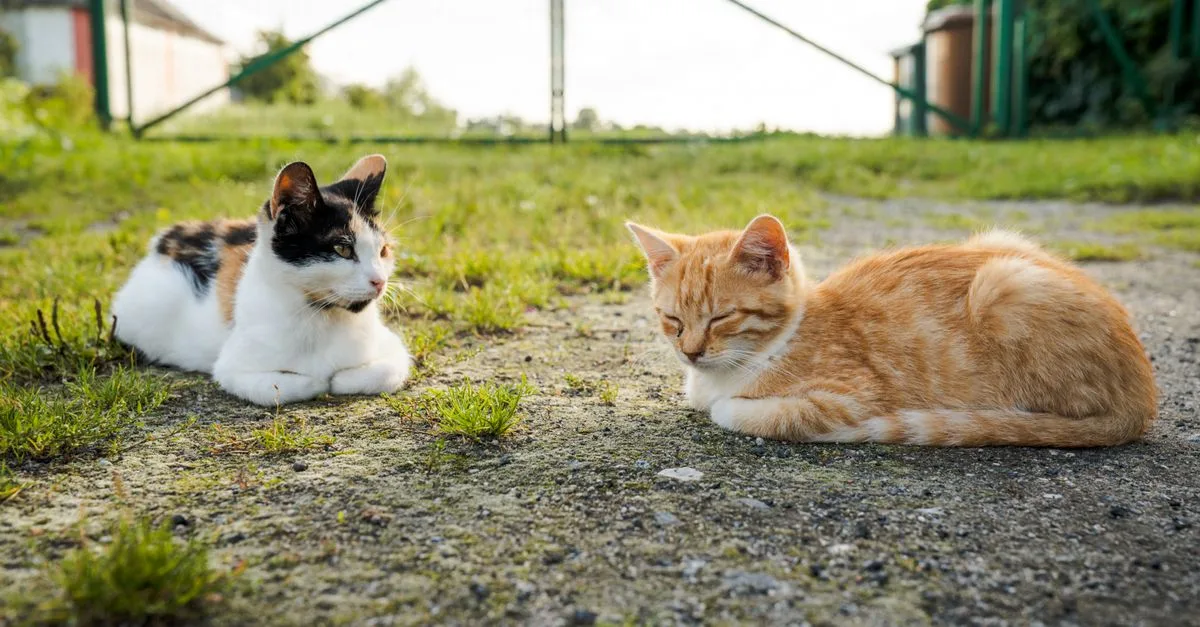 conseils pour une cohabitation harmonieuse entre chats : astuces et bonnes pratiques pour vivre sereinement avec vos compagnons félins.