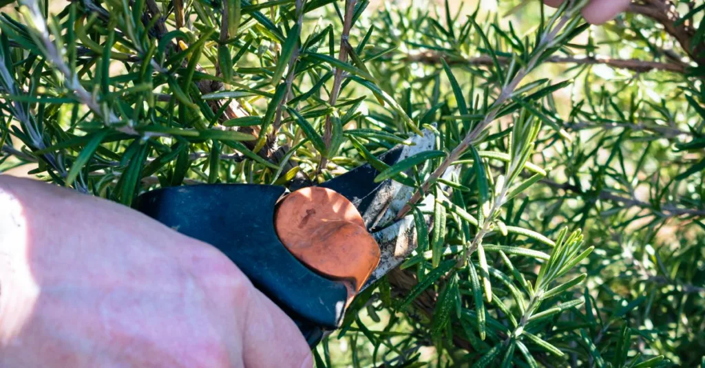 conseils et techniques pour la taille des plantes afin de favoriser une croissance saine et un jardin florissant.