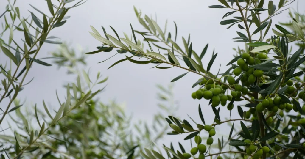 découvrez la teinte olive green, une couleur naturelle et apaisante qui apporte élégance et fraîcheur à vos créations.